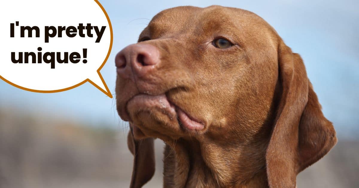 Closeup of Hungarian vizsla dog with text "I'm pretty unique!"