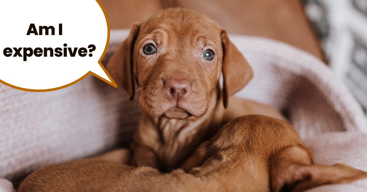 Yougn vizsla puppies on couch with text bubble Am I expensive?