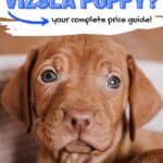Young vizsla puppy head shot with text overlay How much is a vizsla puppy - comprehensive price guide.