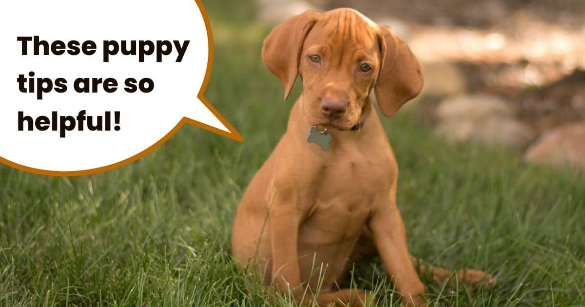 Vizsla puppy sitting in grass with text overlay "These puppy tips are so helpful".