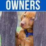 Vizsla puppy standing up on fence with text overlay "28 expert tips for vizsla puppy owners".