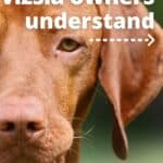 Closeup of Hungarian vizsla with text overlay "20 things only vizsla owners understand".