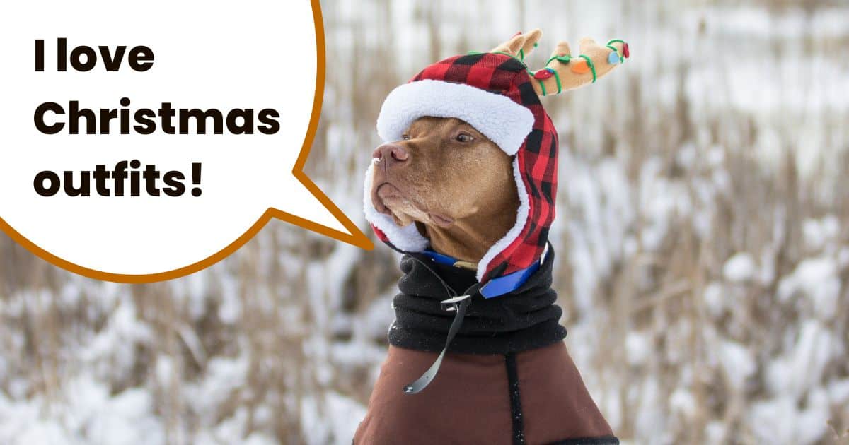 Vizsla in snow with Christmas hat on and text overlay I love christmas outfits.