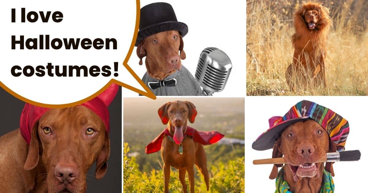 Collage of vizslas in Halloween costumes with text overlay I love halloween costumes.