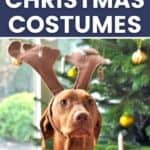 Vizsla with reindeer ears on with text overlay 14 cute vizsla christmas costumes.