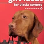 Hungarian vizsla dog holding gift bag in mouth with text 30+ gift ideas for vizsla owners.