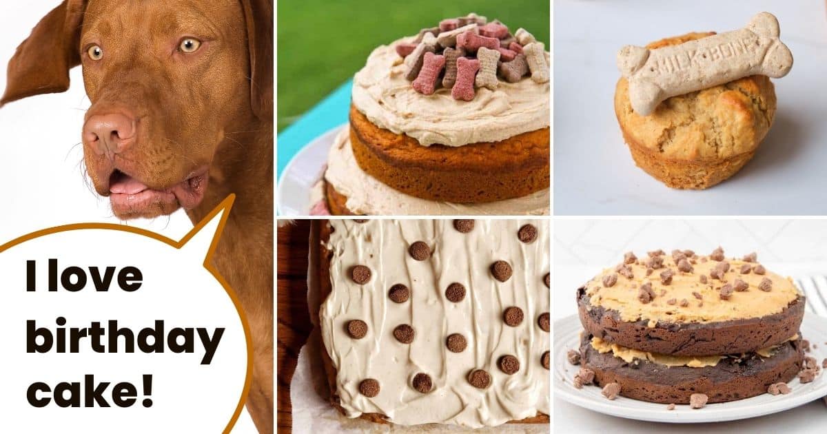 Collage of dog cakes with text I love birthday cake.
