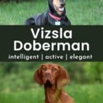 Collage of vizsla and doberman with text overlay Vizsla doberman intelligent, active, elegant.