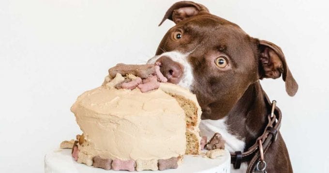 Image for Easy Carrot Cake For Dogs