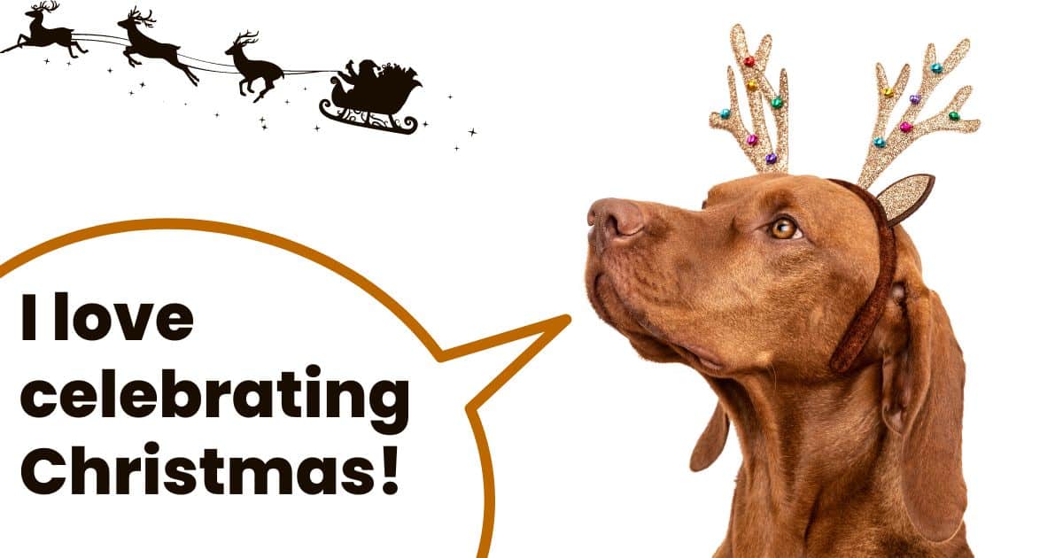 Vizsla with gold reindeer ears looking at santa and sleigh and text overlay I love celebrating christmas.