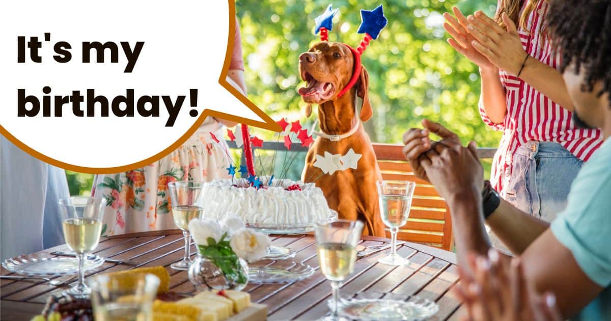 Hungarian vizsla dog sitting at table celebrating birthday with humans and birthday cake.