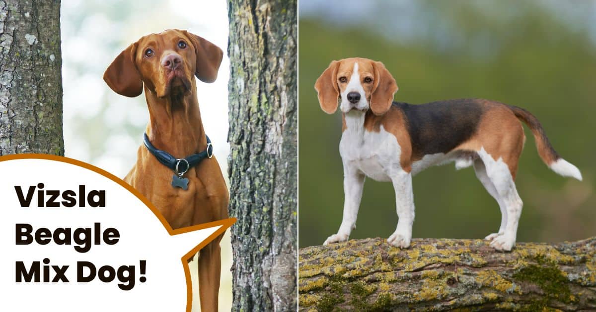 Hungarian vizsla dog next to purebred Beagle with text Vizsla beagle mix dog.