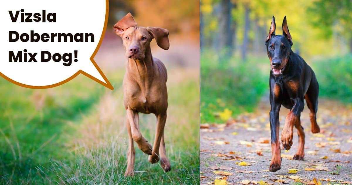 Collage with Doberman Pinscher and Hungarian Vizsla with text overlay Vizsla doberman mix dog.