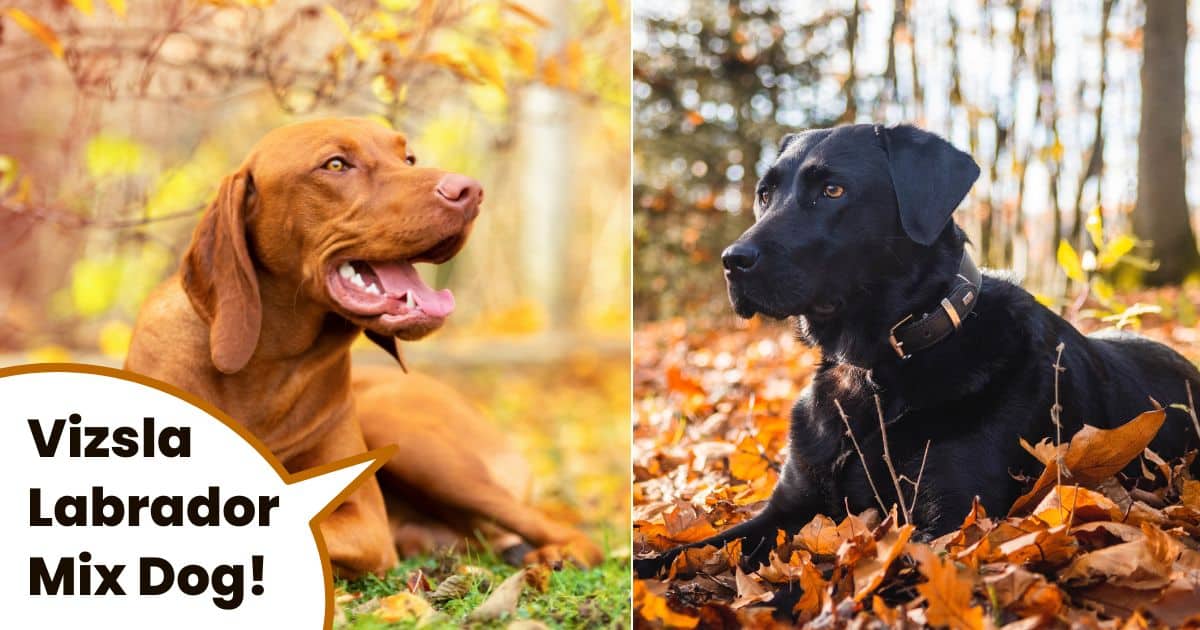 Hungarian vizsla dog and Black labrador retriever with text Vizsla Labrador Mix Dog.