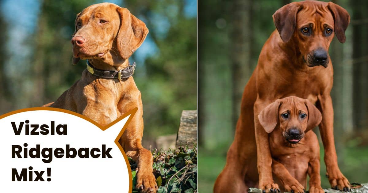 Hungarian vizsla and Rhodesian Ridgeback with text overlay Vizsla Ridgeback Mix.