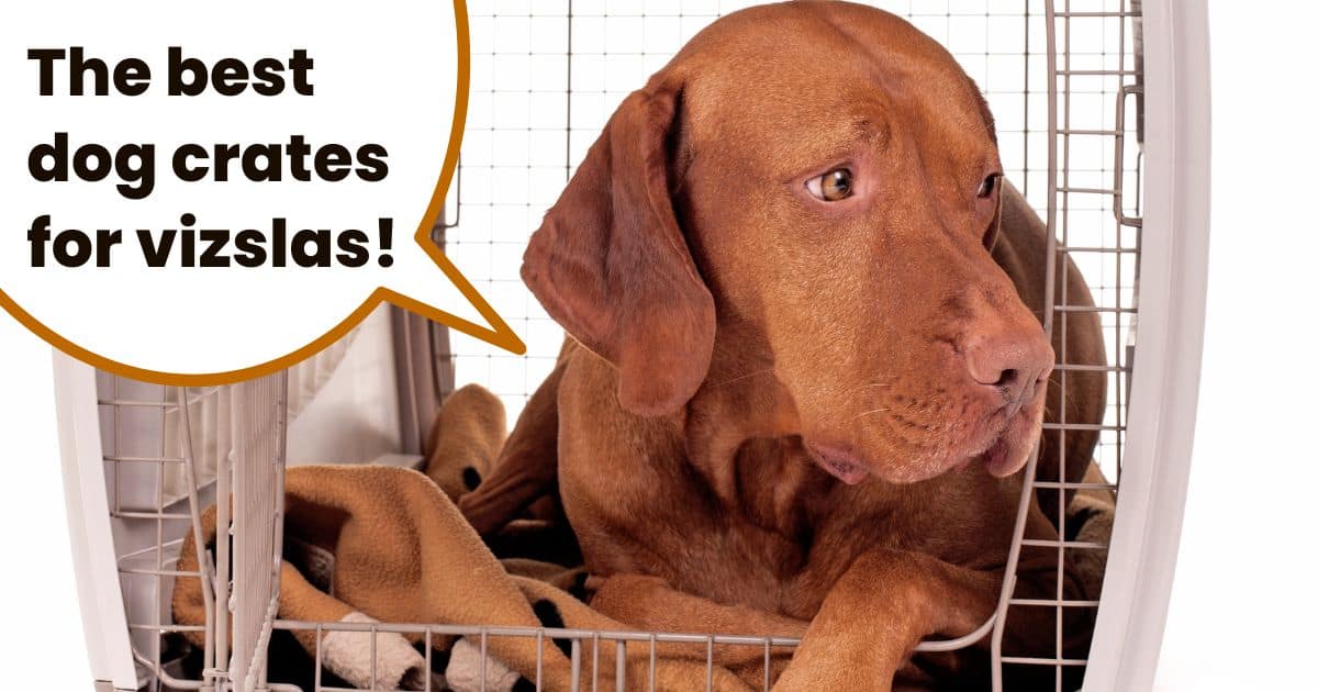 Vizsla sitting in dog crate with text overlay the best dog crates for vizslas.