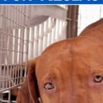 closeup of Hungarian vizsla sitting in plastic dog crate with text 9 best dog crates for vizslas.