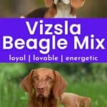 Vizsla and beagle with text overlay Vizsla beagle mix.