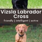 vizsla and black labrador retriever with text Vizsla labrador cross.