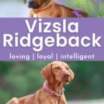 Collage of vizsla and ridgeback with text overlay Vizsla Ridgeback loving, loyal, intelligent.