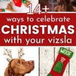 collage of Vizsla and Christmas with text overlay 14+ ways to celebrate Christmas with your vizsla.