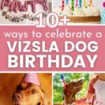 collage of dog birthday images with text overlay 10+ ways to celebrate vizsla dog birthday.