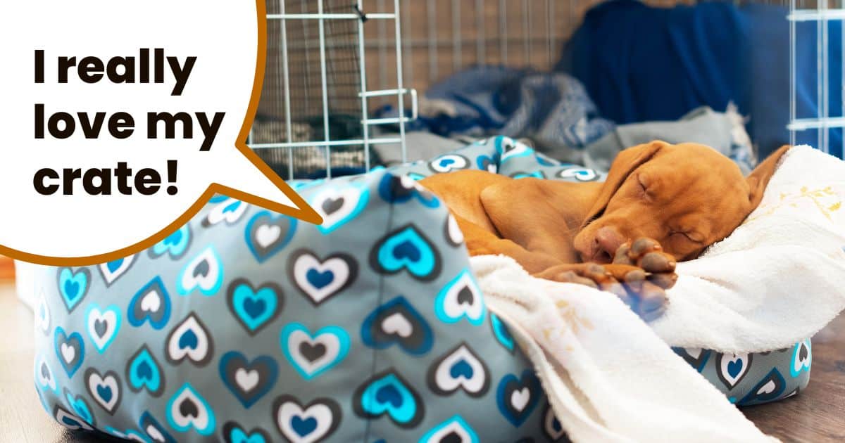 Vizsla puppy sleeping in bed next to wire dog crate with text I really love my crate.