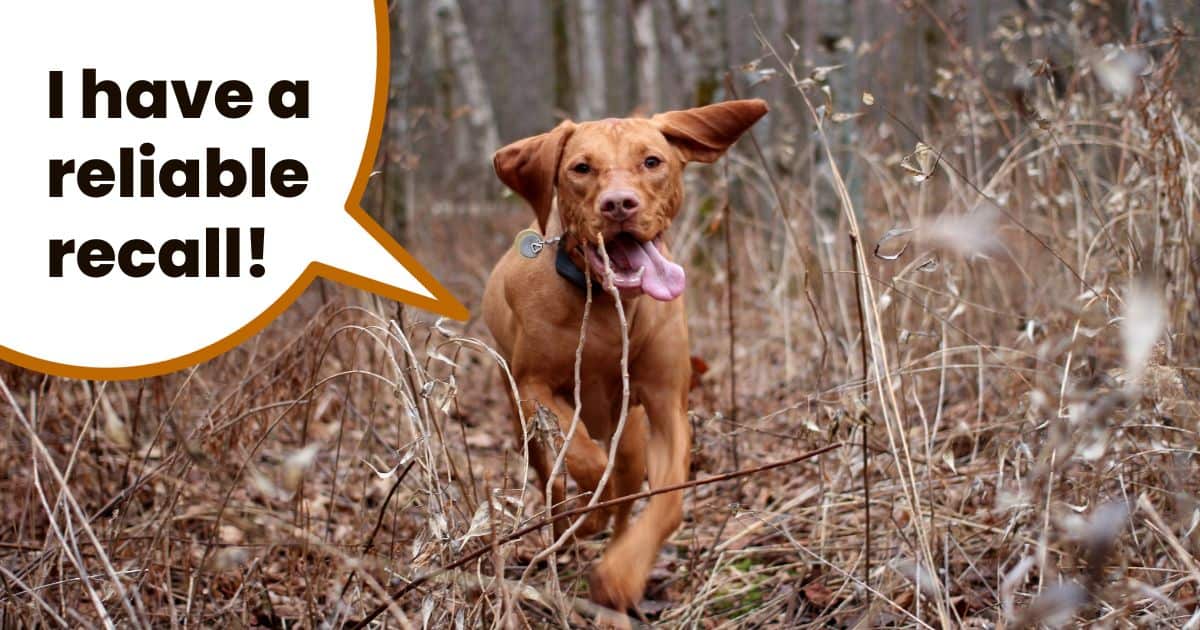 Magyar vizsla dog running through field with text overlay I have a reliable recall.