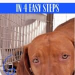 Hungarian vizsla dog in crate with text how to crate train a vizsla in 4 easy steps.