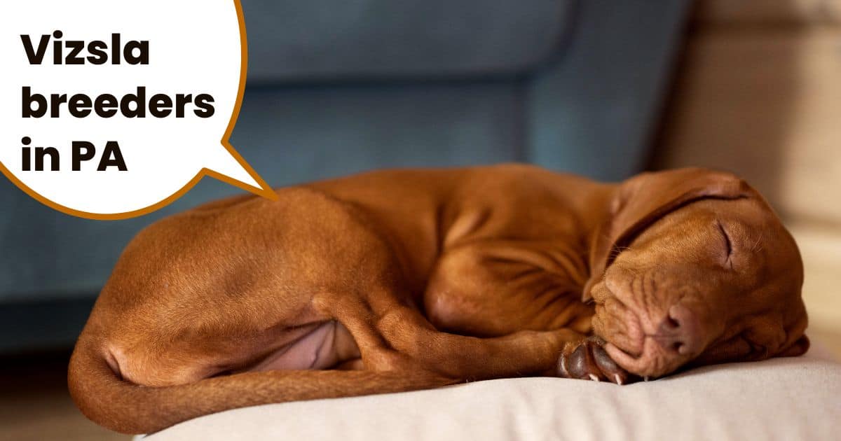 Hungarian vizsla puppy asleep on cushion with text overlay vizsla breeders in PA.