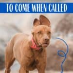vizsla running with text overlay how to teach a vizsla to come when called.
