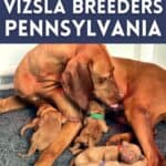 Hungarian vizsla with litter of newborn vizsla puppies.