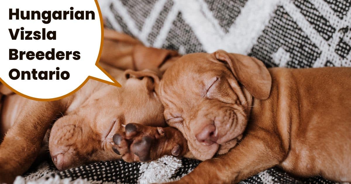 vizsla puppies asleep next to each other on lounge.