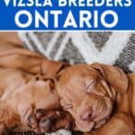 vizsla puppies asleep in pile with text 5 of the top vizsla breeders ontario.