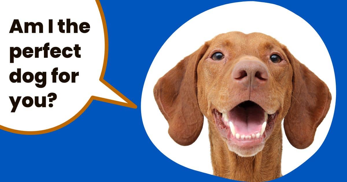 face of hungarian vizsla dog with text am I the perfect dog for you.