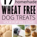 collage of diy dog treats with text 17 healthy and homemade wheat free dog treats.