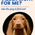 vizsla puppy with text is the vizsla right for me?