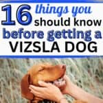 vizsla dogs with text overlay 16 things you should know before getting a vizsla dog.