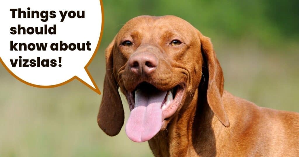hungarian vizsla dog with text overlay things you should know about vizslas.